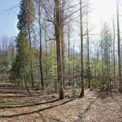 Wald-im-Fruehjahr