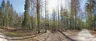 Wald im Fruehjahr Wandbild