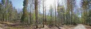 Wald-im-Fruehjahr