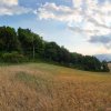Weizenfeld