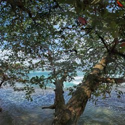 Baum-am-Meer