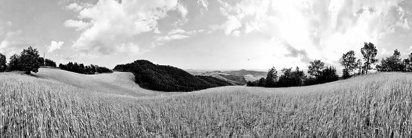 Getreideaehren
