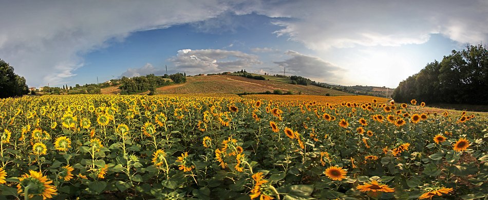 Im Blumenmeer Wandbild
