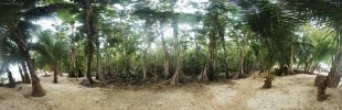Mangrovenwald