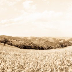 Altes-Bild-Getreidefelder