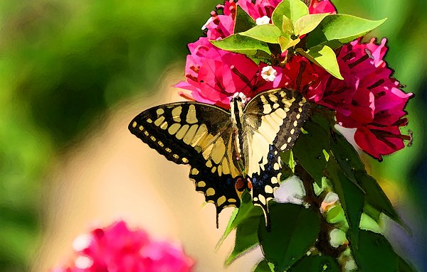 Fluegel Schmetterling Falter Wandbild