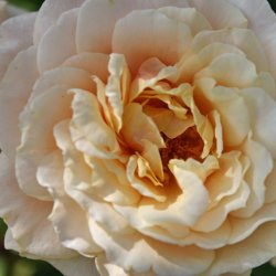 Gelbe-Rose