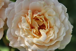 Gelbe Rose Wandbild