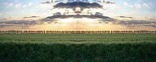 Getreidefeld Landwirtschaft Wandbild