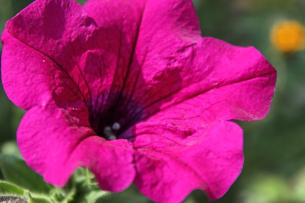 Lila Blume Wandbild