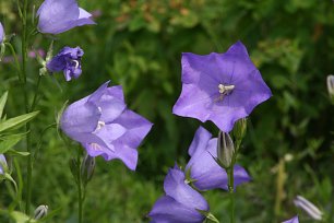 Lila Glockenblumen Wandbild