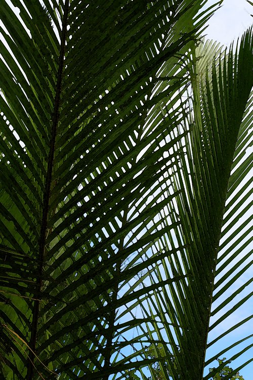 Palmen Blaetter Wandbild