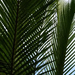 Palmen-Blaetter