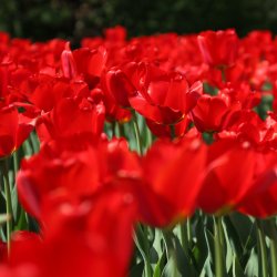 Rote-Tulpen