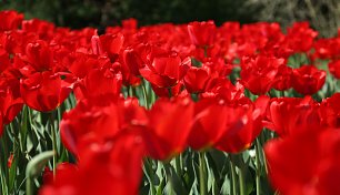 Rote Tulpen Wandbild