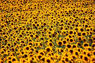 Sonnenblumenfeld Wandbild