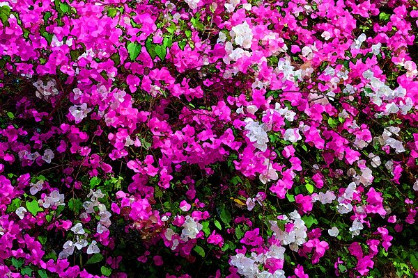 Blueten Blaetter Buesche Wandbild