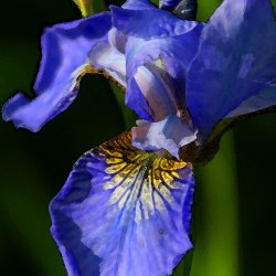 Blueten-Blaue-Blume