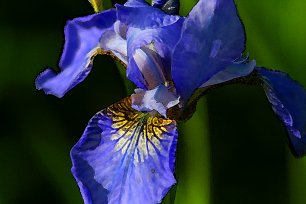 Blueten Blaue Blume Wandbild