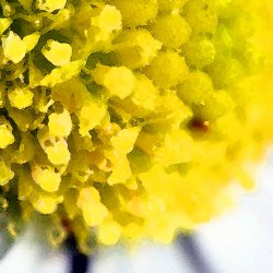 Gaensebluemchen-Pollen