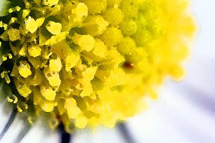 Gaensebluemchen Pollen Wandbild