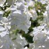 Weisse-Blumen