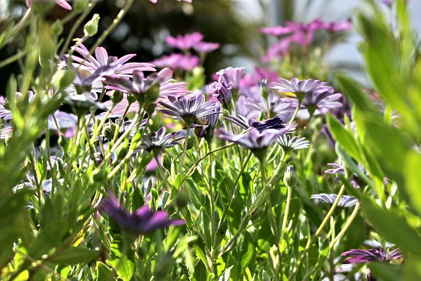 Blumen Ameisenperspektive Wandbild