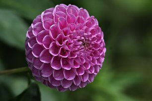 Blumenstern Wandbild