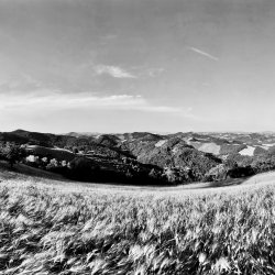 Ein-Bett-im-Kornfeld