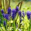 Fruehlingsblumen