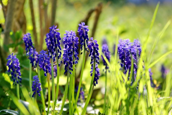 Fruehlingsblumen Wandbild