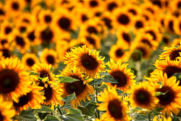 Gelbe Sonnenblumen Wandbild