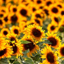 Gelbe-Sonnenblumen