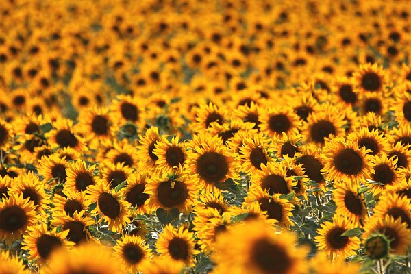 Sonnen Blumen Wandbild