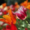 Tulpenspitzen
