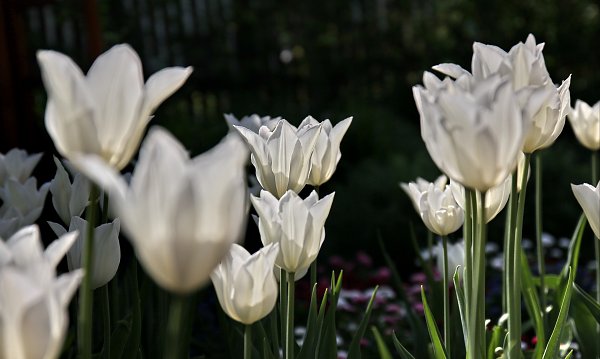 Weisse Tulpen Wandbild