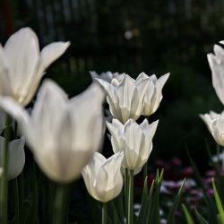 Weisse-Tulpen
