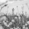 SchwarzWeiss0062
