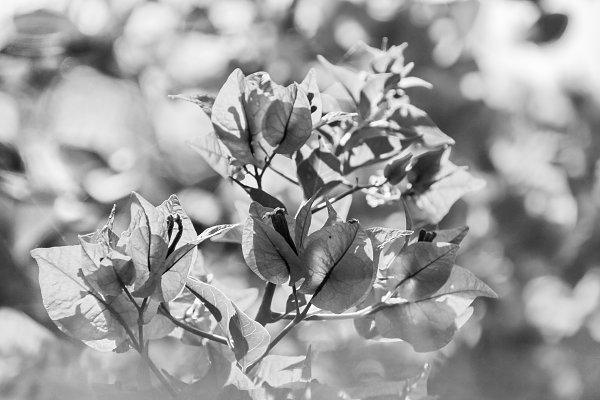 SchwarzWeiss0064 Wandbild