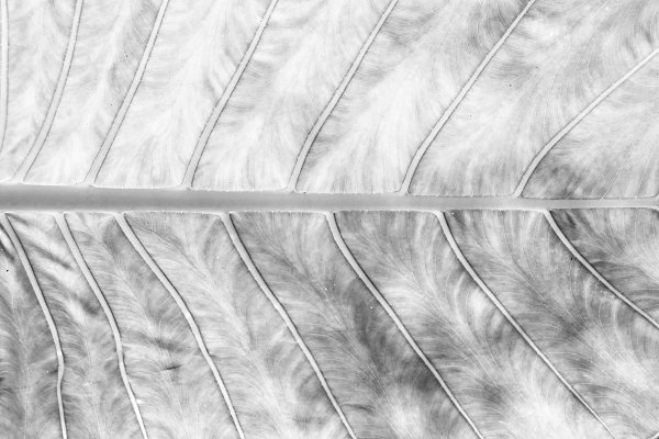 SchwarzWeiss0068 Wandbild
