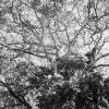 SchwarzWeiss0098