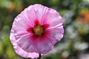 Blume im Gegenlicht Wandbild