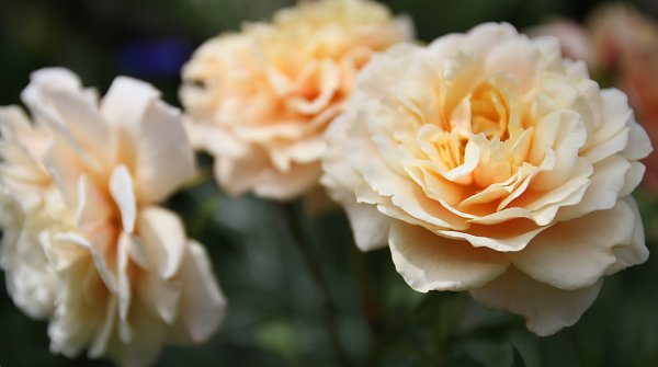 Alte Rosen Wandbild