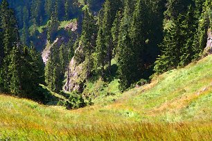 Bergwald Nadelwald Waldrand Wandbild