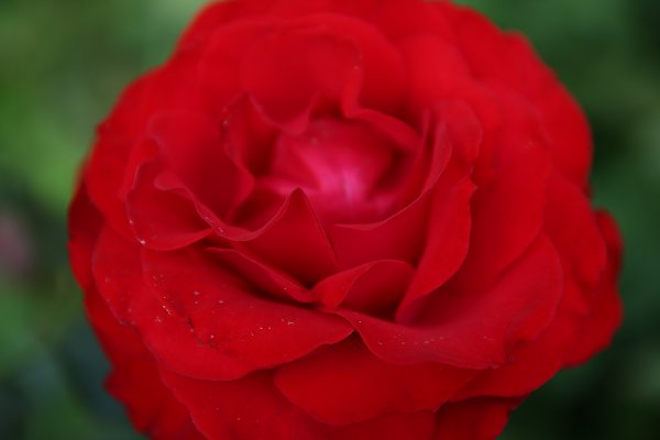 Rosenbluete Wandbild