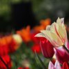 Weisse-Tulpe