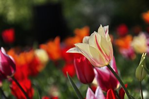 Weisse Tulpe Wandbild