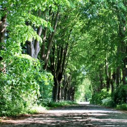 Allee-Strasse-Baeume