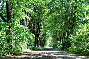 Allee Strasse Baeume Wandbild