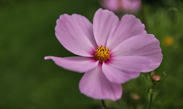 Blume Wandbild